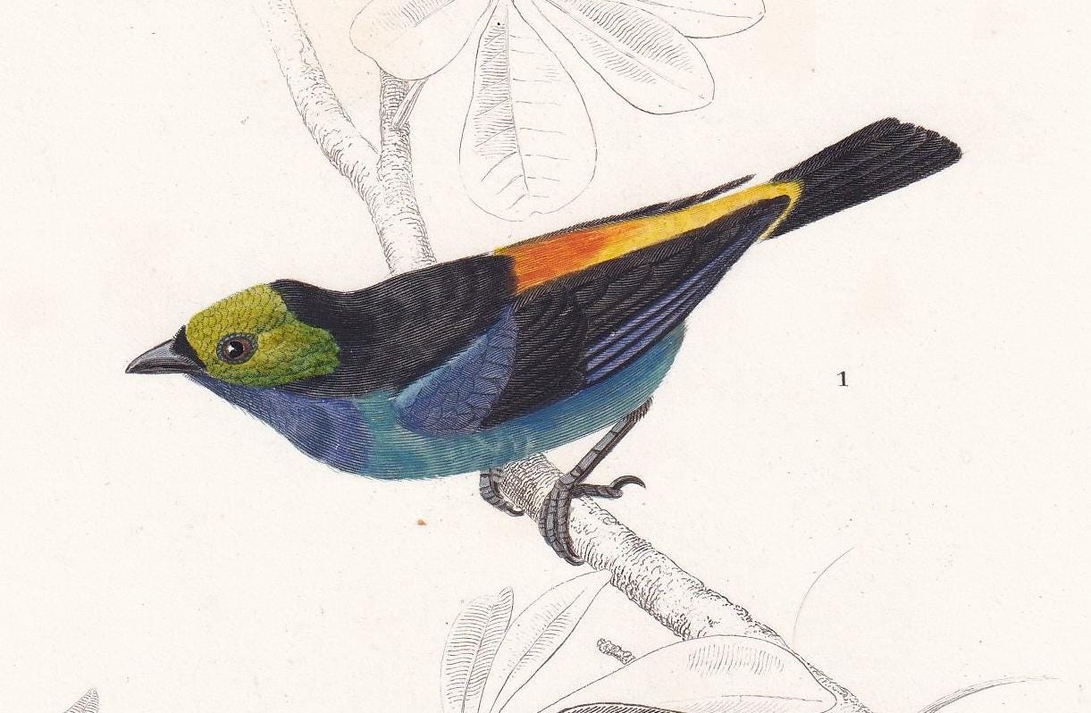 1861 TANAGER BIRD Print - Hand-Coloured Antique Print - Orbigny - Tropical Bird Wall Art - Animal Gift Decor - 5.75 x 9.75 In