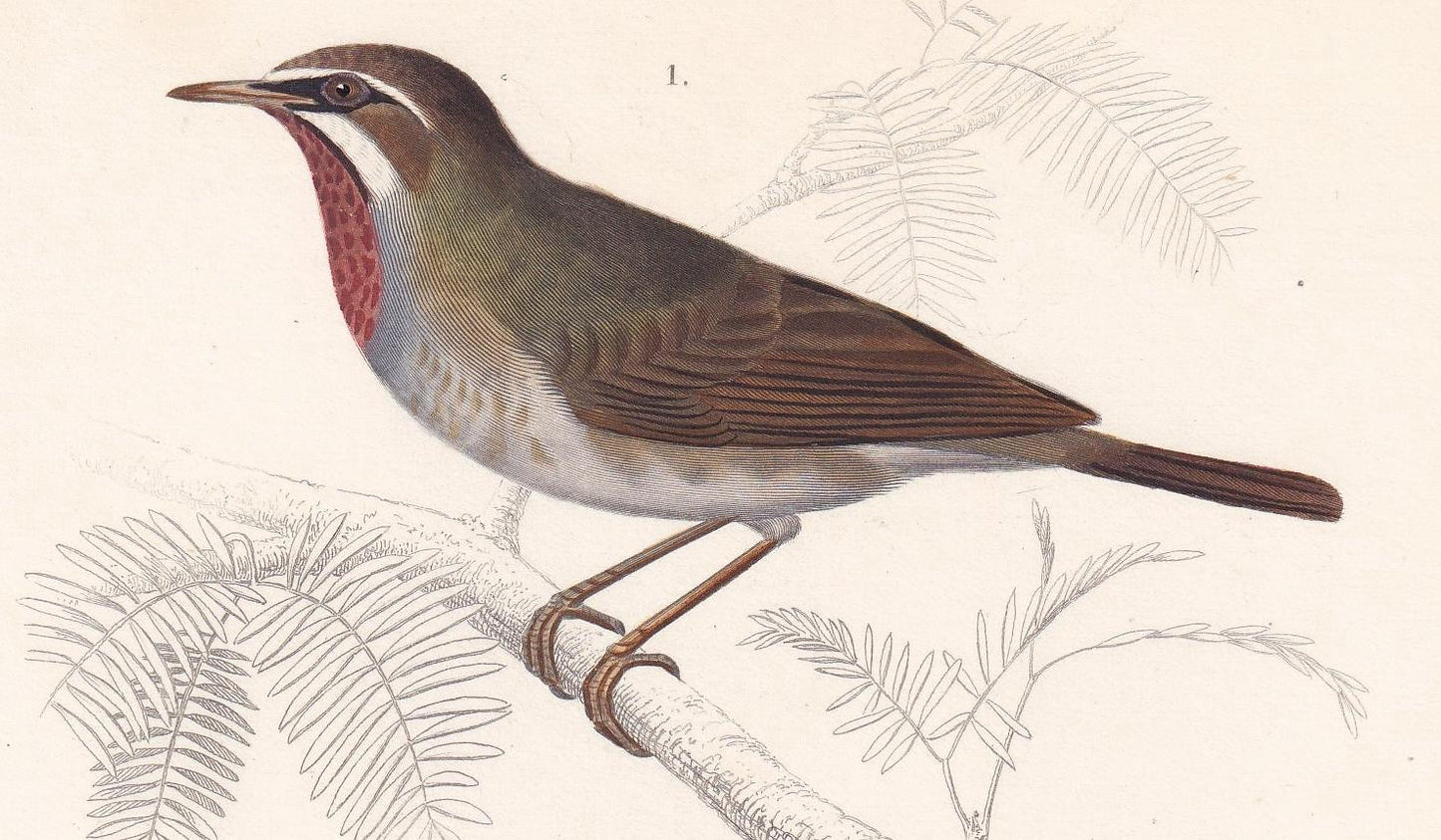 1861 SIBERIAN RUBYTHROAT & WHEATEAR Bird Print - Hand-Coloured Antique Print - Orbigny - Bird Wall Art - Gift Decor - 5.75 x 