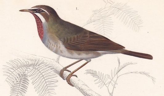 1861 SIBERIAN RUBYTHROAT & WHEATEAR Bird Print - Hand-Coloured Antique Print - Orbigny - Bird Wall Art - Gift Decor - 5.75 x 