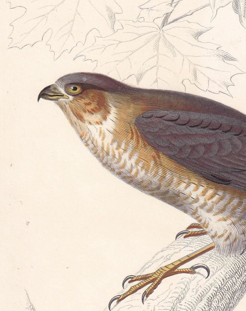 1861 SPARROWHAWK Bird Print - Hand-Coloured Antique Print - Orbigny - Bird Wall Art - Animal Gift Decor - 5.75 x 9.75 Inches