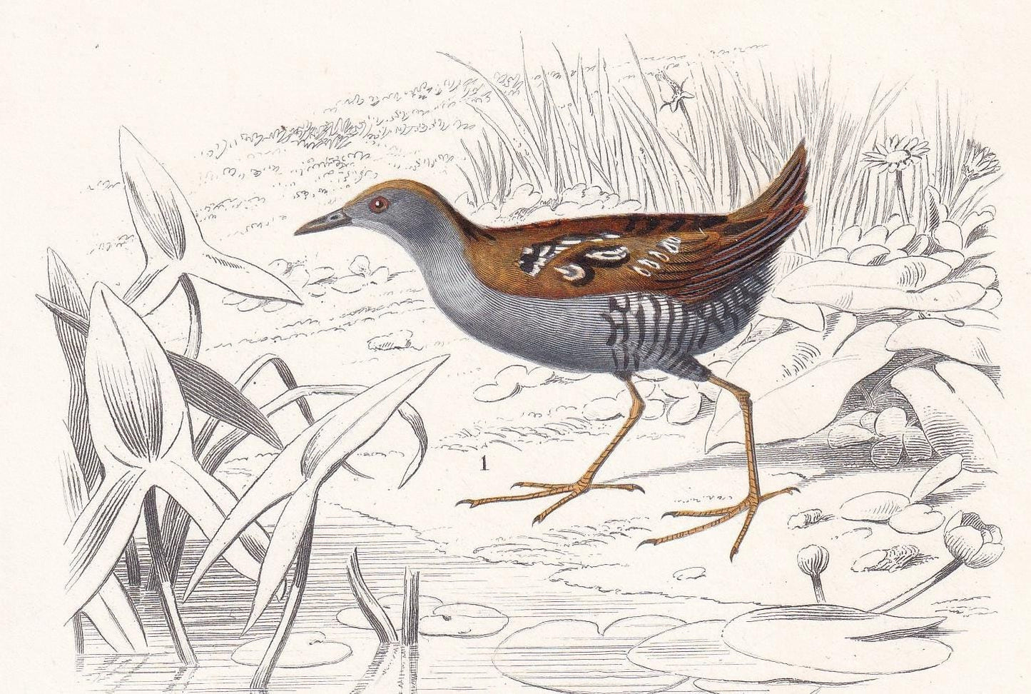 1861 NORTHERN DIVER & WADER Bird Print - Hand-Coloured Antique Print - Orbigny - Bird Wall Art - Animal Gift Decor - 5.75 x 9