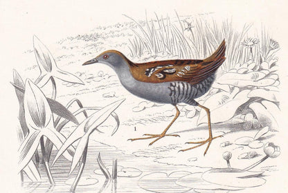 1861 NORTHERN DIVER & WADER Bird Print - Hand-Coloured Antique Print - Orbigny - Bird Wall Art - Animal Gift Decor - 5.75 x 9