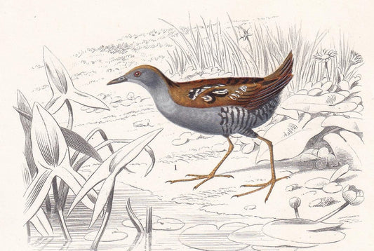 1861 NORTHERN DIVER & WADER Bird Print - Hand-Coloured Antique Print - Orbigny - Bird Wall Art - Animal Gift Decor - 5.75 x 9