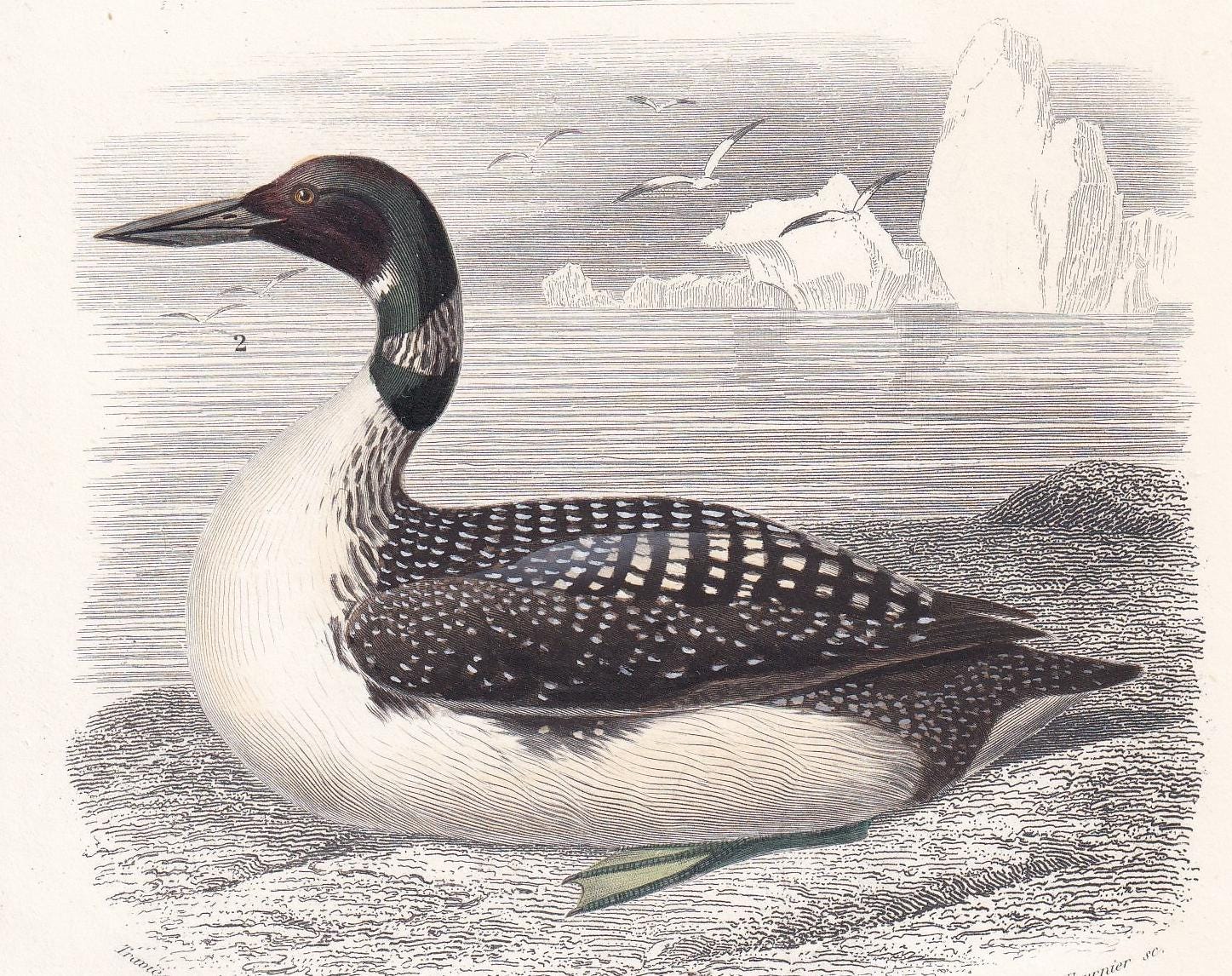 1861 NORTHERN DIVER & WADER Bird Print - Hand-Coloured Antique Print - Orbigny - Bird Wall Art - Animal Gift Decor - 5.75 x 9