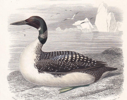 1861 NORTHERN DIVER & WADER Bird Print - Hand-Coloured Antique Print - Orbigny - Bird Wall Art - Animal Gift Decor - 5.75 x 9