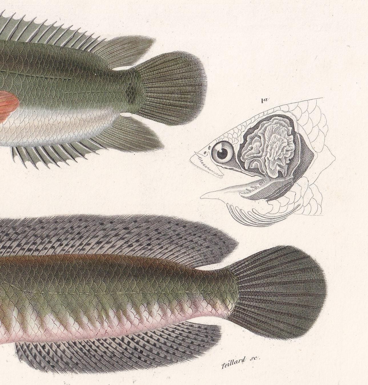 1861 CLIMBING PERCH & Snakehead Murrel Fish Print - Hand-Coloured Antique Print - Orbigny - Fishing Art - Gift Decor - 9.75 x 5.75 Inches