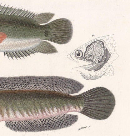 1861 CLIMBING PERCH & Snakehead Murrel Fish Print - Hand-Coloured Antique Print - Orbigny - Fishing Art - Gift Decor - 9.75 x 5.75 Inches