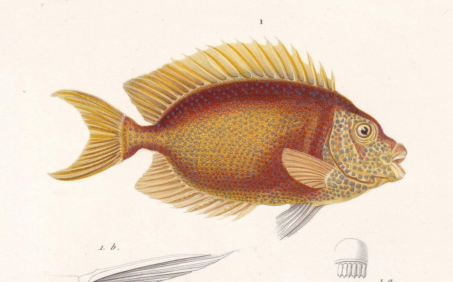 1861 BLUE-SPOTTED SPINEFOOT & Gem Tang Fish Print - Hand-Coloured Antique Print - Orbigny - Fishing Art - Gift Decor - 5.75 x 9.75 Inches