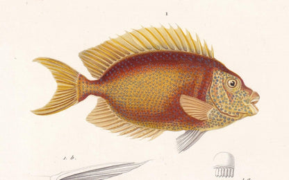 1861 BLUE-SPOTTED SPINEFOOT & Gem Tang Fish Print - Hand-Coloured Antique Print - Orbigny - Fishing Art - Gift Decor - 5.75 x 9.75 Inches