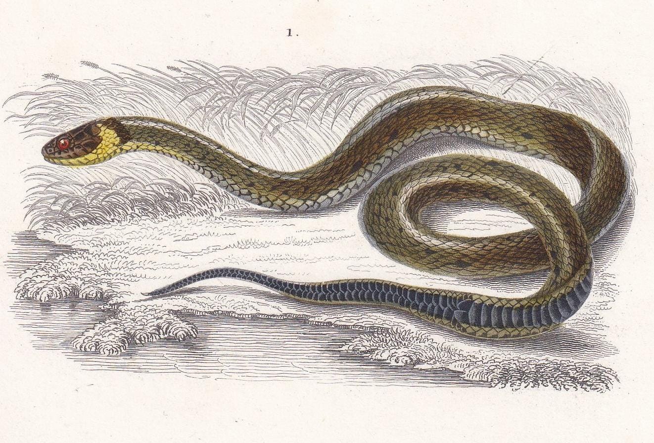 1861 GRASS SNAKE & Green Adder - Hand-Coloured Antique Print - Orbigny - Snake Wall Art - Gift Decor - 5.75 x 9.75 Inches