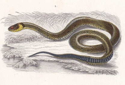 1861 GRASS SNAKE & Green Adder - Hand-Coloured Antique Print - Orbigny - Snake Wall Art - Gift Decor - 5.75 x 9.75 Inches