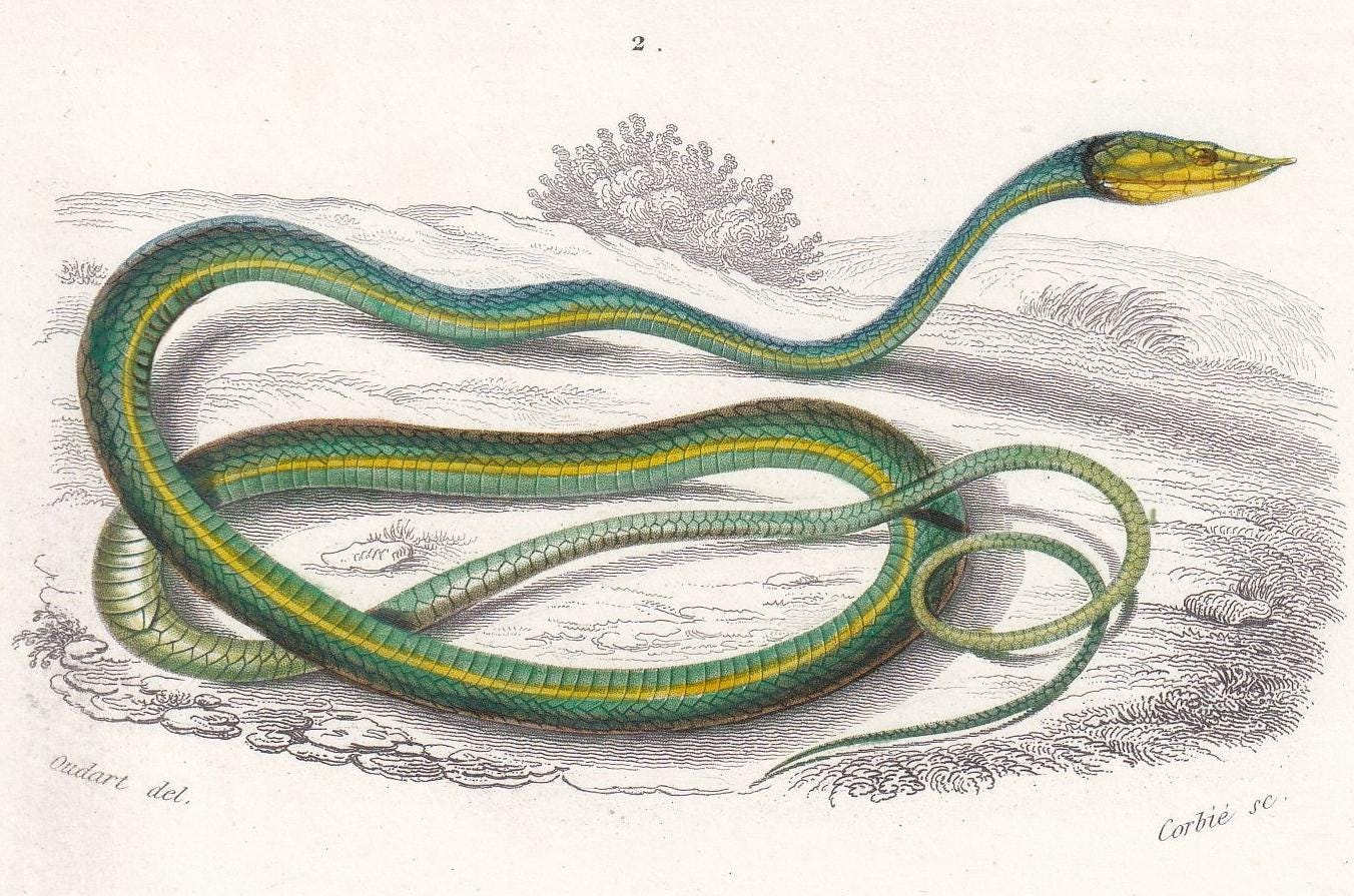1861 GRASS SNAKE & Green Adder - Hand-Coloured Antique Print - Orbigny - Snake Wall Art - Gift Decor - 5.75 x 9.75 Inches