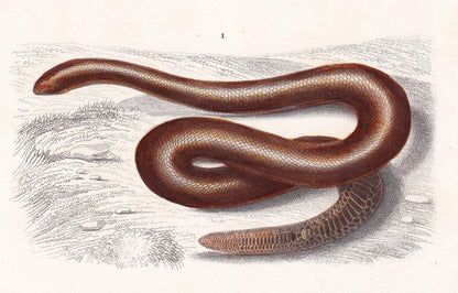 1861 ERYX & BOA CONSTRICTOR Snake - Hand-Coloured Antique Print - Orbigny - Snake Wall Art - Gift Decor - 5.75 x 9.75 Inches