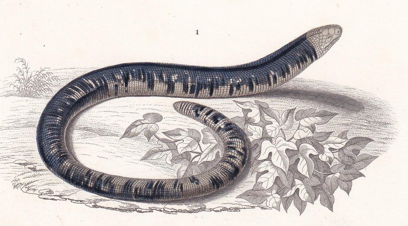 1861 Spotted Worm & Blind Snake - Hand-Coloured Antique Print - Orbigny - Snake Wall Art - Gift Decor - 5.75 x 9.75 Inches