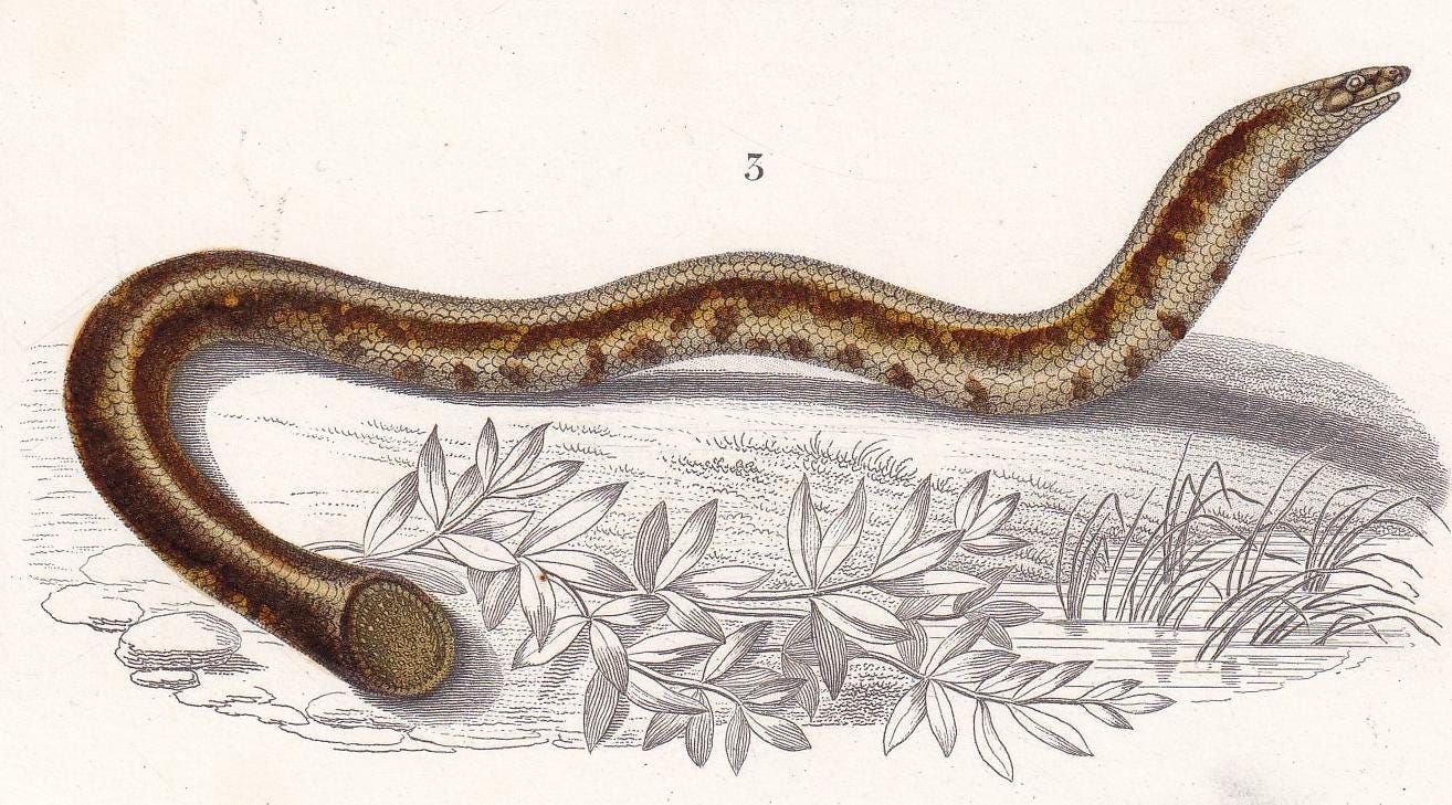 1861 Spotted Worm & Blind Snake - Hand-Coloured Antique Print - Orbigny - Snake Wall Art - Gift Decor - 5.75 x 9.75 Inches