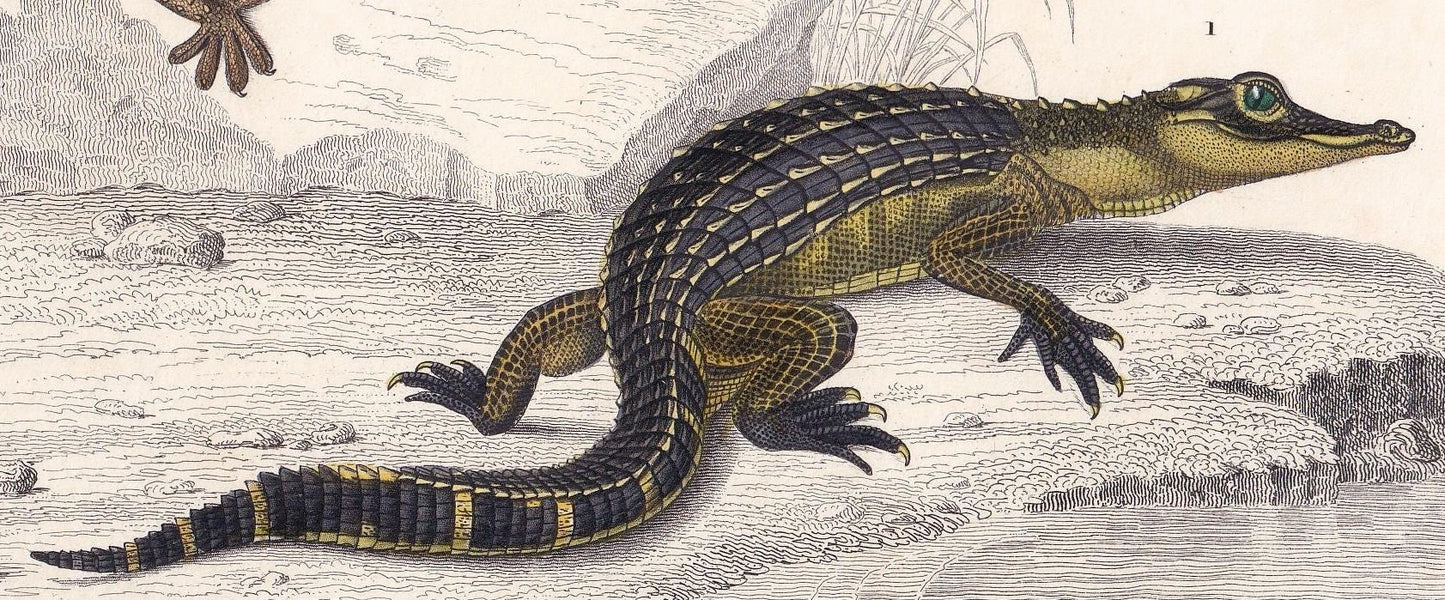 1861 ALLIGATOR & WALL GECKO - Hand-Coloured Antique Print - Orbigny - Lizard Wall Art - Gift Decor - 9.75 x 5.75 Inches