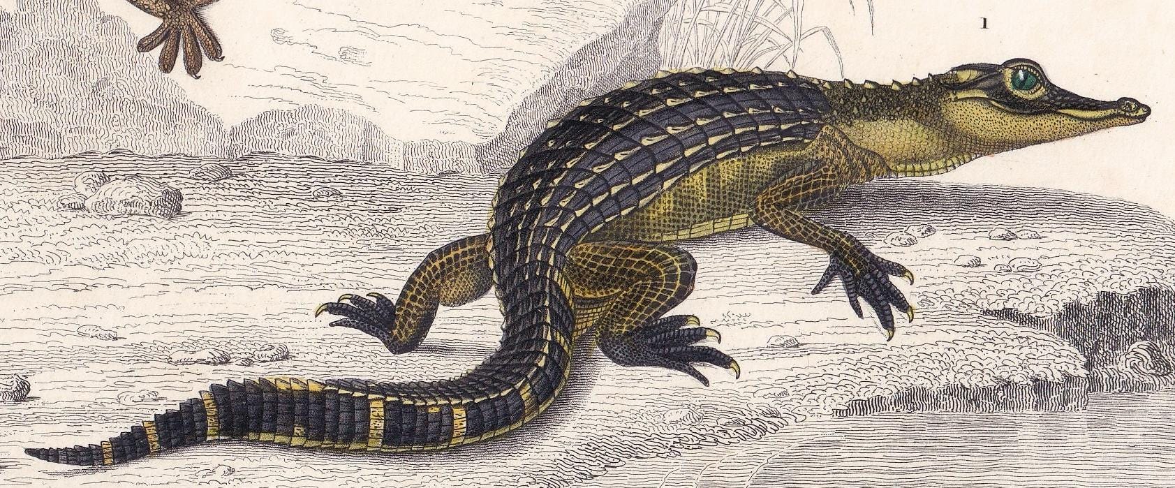 1861 ALLIGATOR & WALL GECKO - Hand-Coloured Antique Print - Orbigny - Lizard Wall Art - Gift Decor - 9.75 x 5.75 Inches