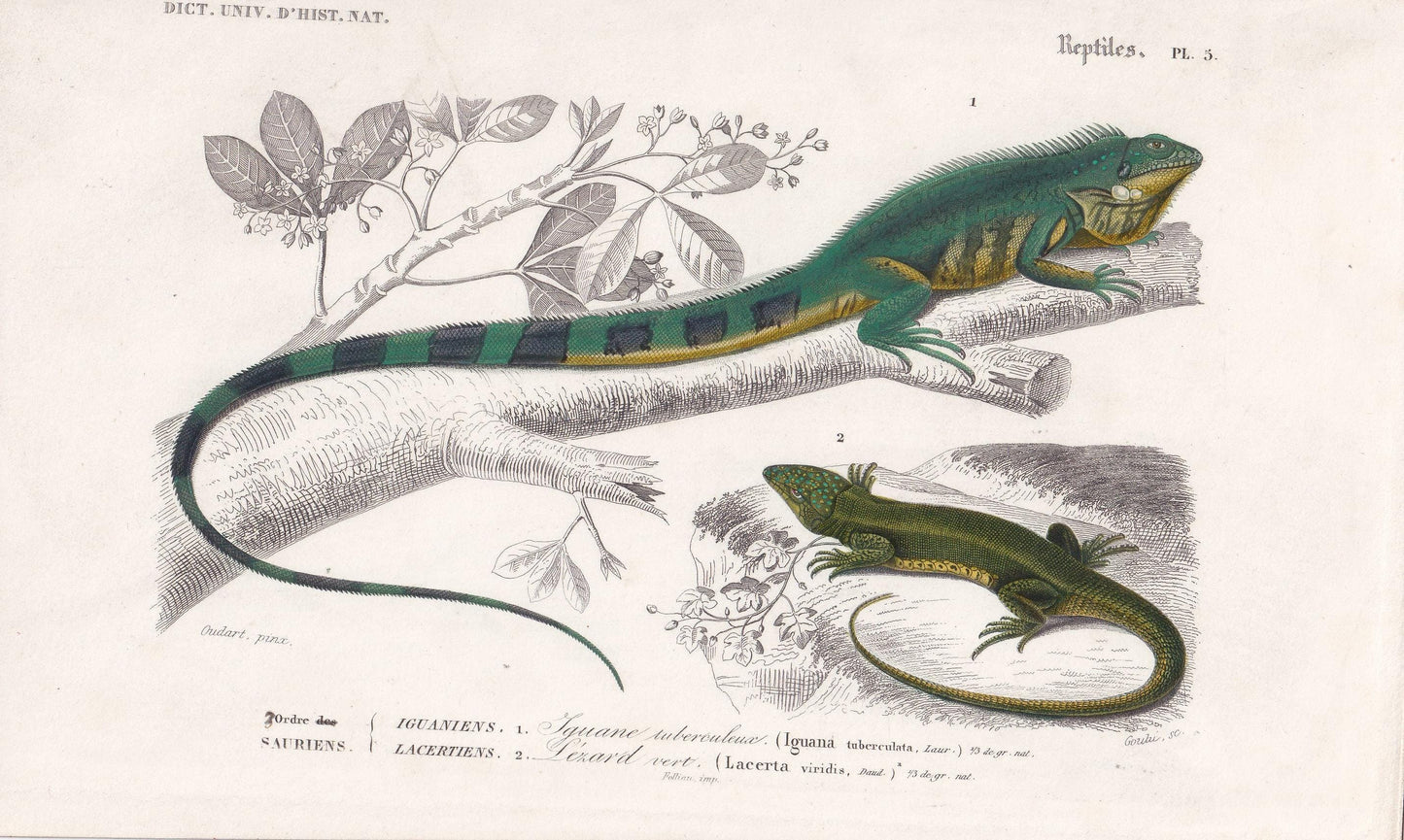 1861 IGUANA & GREEN LIZARD - Hand-Coloured Antique Print - Orbigny - Lizard Wall Art - Gift Decor - 9.75 x 5.75 Inches