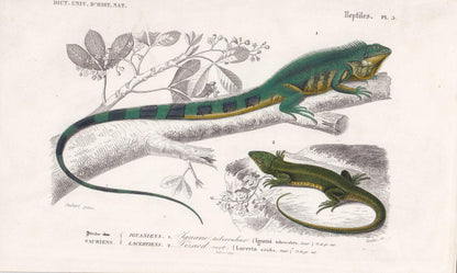1861 IGUANA & GREEN LIZARD - Hand-Coloured Antique Print - Orbigny - Lizard Wall Art - Gift Decor - 9.75 x 5.75 Inches
