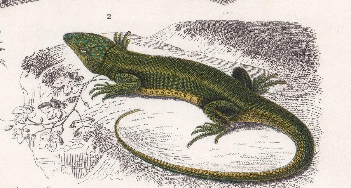 1861 IGUANA & GREEN LIZARD - Hand-Coloured Antique Print - Orbigny - Lizard Wall Art - Gift Decor - 9.75 x 5.75 Inches