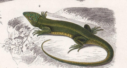 1861 IGUANA & GREEN LIZARD - Hand-Coloured Antique Print - Orbigny - Lizard Wall Art - Gift Decor - 9.75 x 5.75 Inches