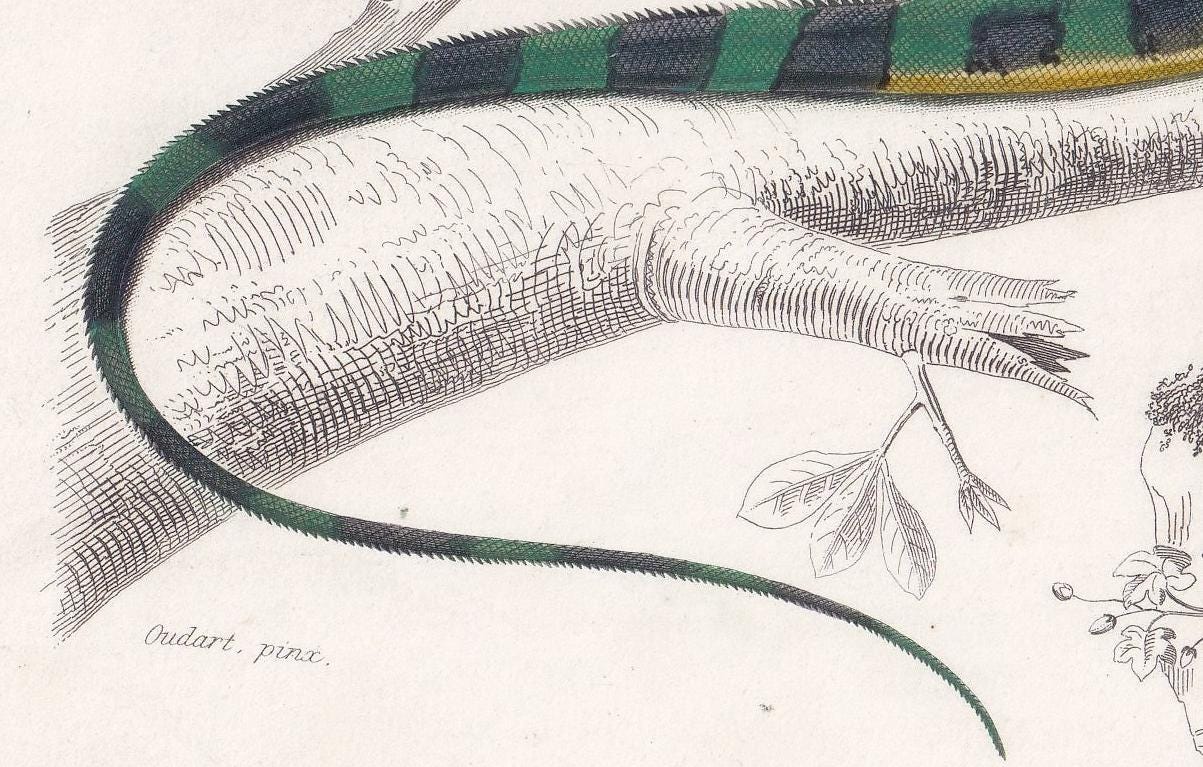 1861 IGUANA & GREEN LIZARD - Hand-Coloured Antique Print - Orbigny - Lizard Wall Art - Gift Decor - 9.75 x 5.75 Inches
