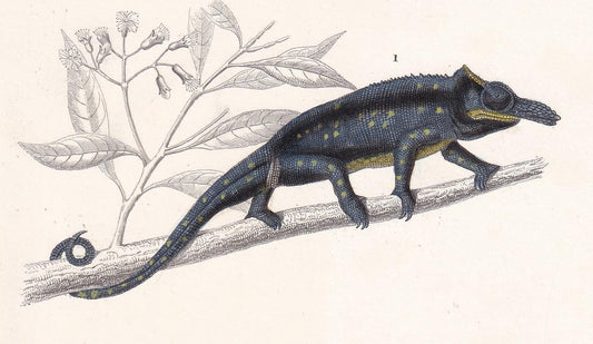 1861 CHAMELEON & WATER MONITOR - Hand-Coloured Antique Print - Orbigny - Lizard Wall Art - Gift Decor - 5.75 x 9.75 Inches