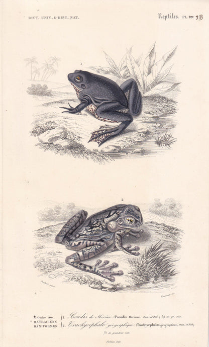 1861 PARADOXICAL FROG & Tree Frog - Hand-Coloured Antique Print - Orbigny - Amphibian Wall Art - Gift Decor - 5.75 x 9.75 Inches