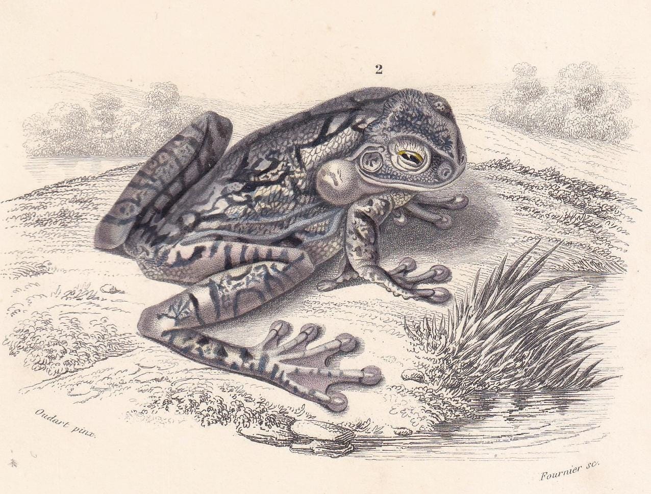 1861 PARADOXICAL FROG & Tree Frog - Hand-Coloured Antique Print - Orbigny - Amphibian Wall Art - Gift Decor - 5.75 x 9.75 Inches