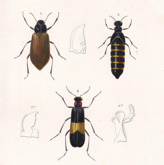 1861 LONGHORN BEETLE, Blister Beetle, & Weevil - Hand-Coloured Antique Print - Orbigny - Insect Wall Art - Gift Decor - 5.75 