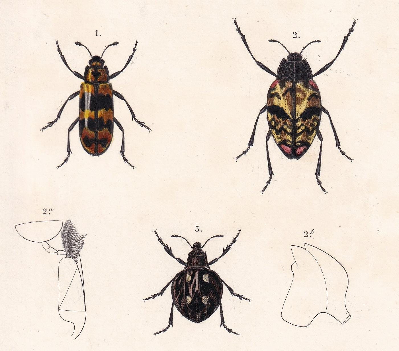 1861 WATER BEETLES Print - Hand-Coloured Antique Print - Orbigny - Insect Wall Art - Gift Decor - 5.75 x 9.75 Inches