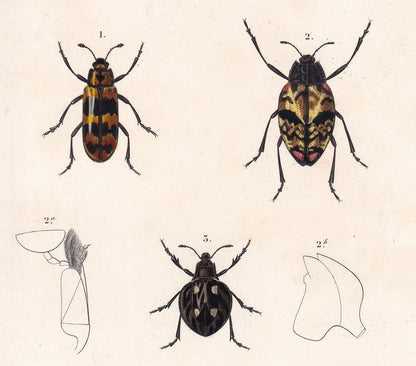 1861 WATER BEETLES Print - Hand-Coloured Antique Print - Orbigny - Insect Wall Art - Gift Decor - 5.75 x 9.75 Inches