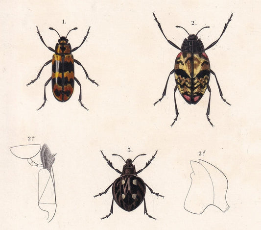 1861 WATER BEETLES Print - Hand-Coloured Antique Print - Orbigny - Insect Wall Art - Gift Decor - 5.75 x 9.75 Inches
