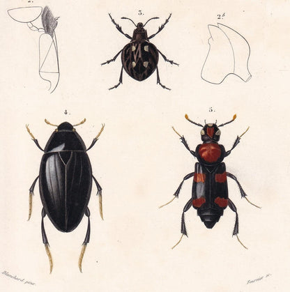 1861 WATER BEETLES Print - Hand-Coloured Antique Print - Orbigny - Insect Wall Art - Gift Decor - 5.75 x 9.75 Inches