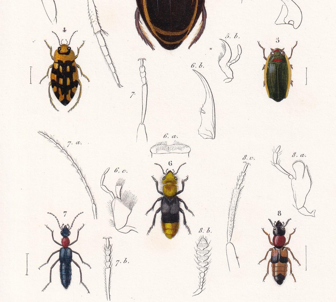 1861 DIVING & ROVE BEETLES Print - Hand-Coloured Antique Print - Orbigny - Insect Wall Art - Gift Decor - 5.75 x 9.75 Inches