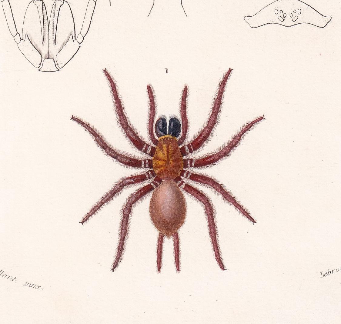 1861 TUNNELWEB & SPITTING SPIDER Print - Hand-Coloured Antique Print - Orbigny - Insect Wall Art - Gift Decor - 5.75 x 9.75 I