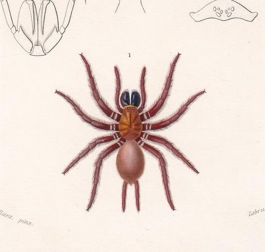 1861 TUNNELWEB & SPITTING SPIDER Print - Hand-Coloured Antique Print - Orbigny - Insect Wall Art - Gift Decor - 5.75 x 9.75 I