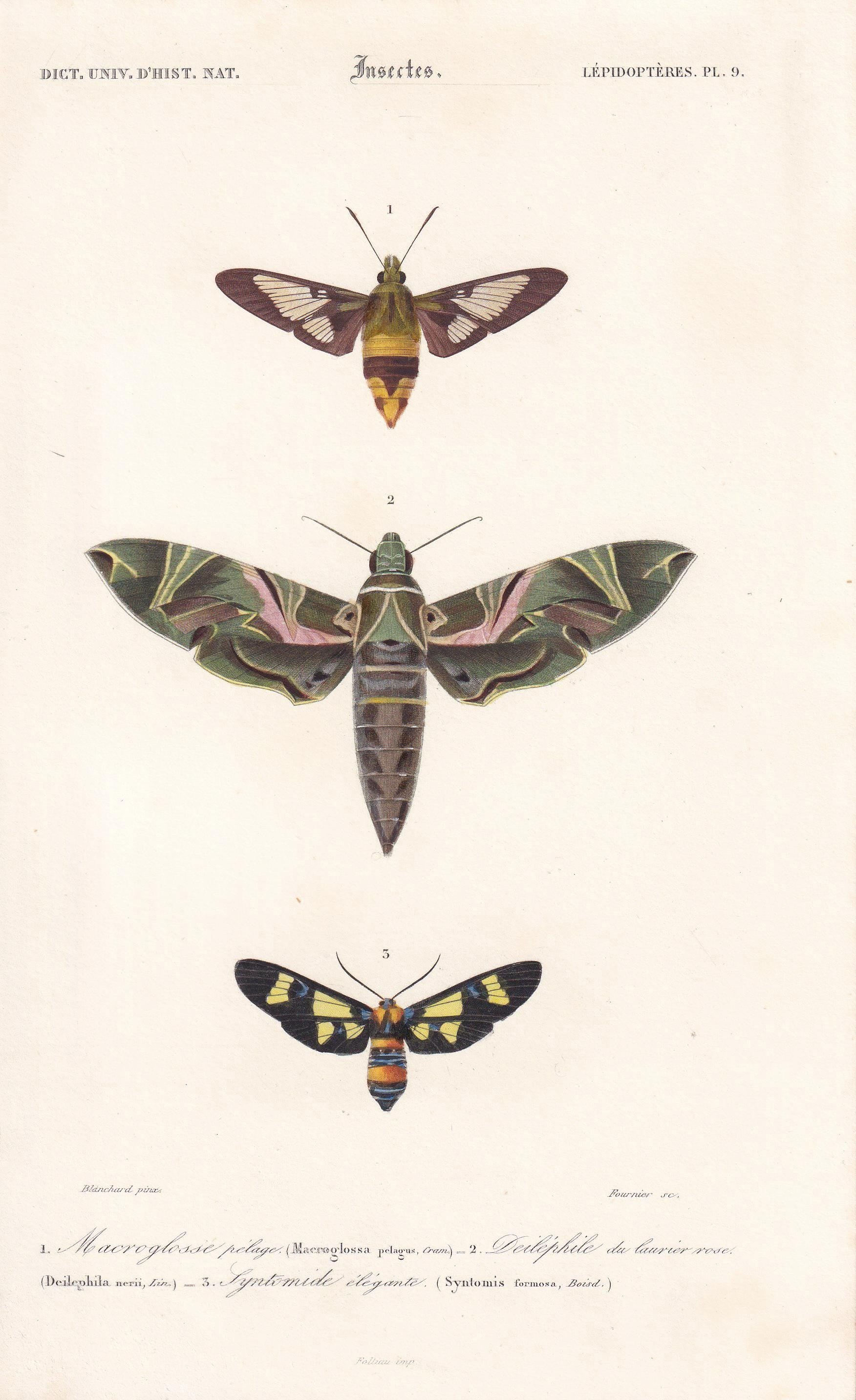 1861 OLEANDER HAWK MOTH, Bee Hawk Moth & Yellow-Belted Burnet Print - Orbigny - Butterfly Insect Wall Art - Gift Decor - 5.75