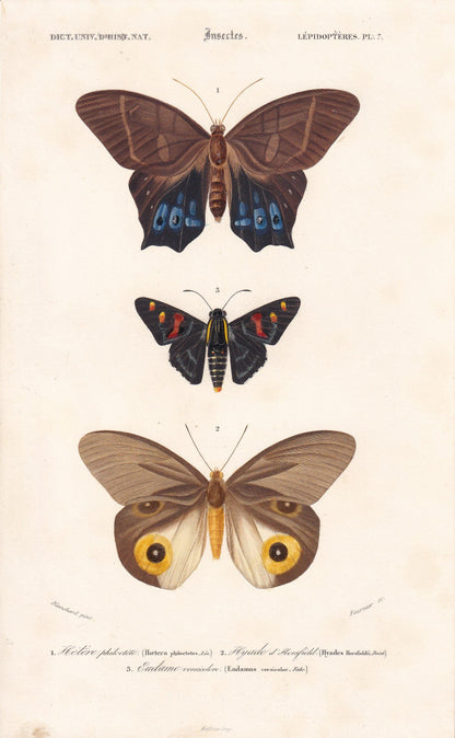 1861 COMMON BROWN MORPHO Moth Print - Hand-Coloured Antique Print - Orbigny - Butterfly Insect Wall Art - Gift Decor - 5.75 x