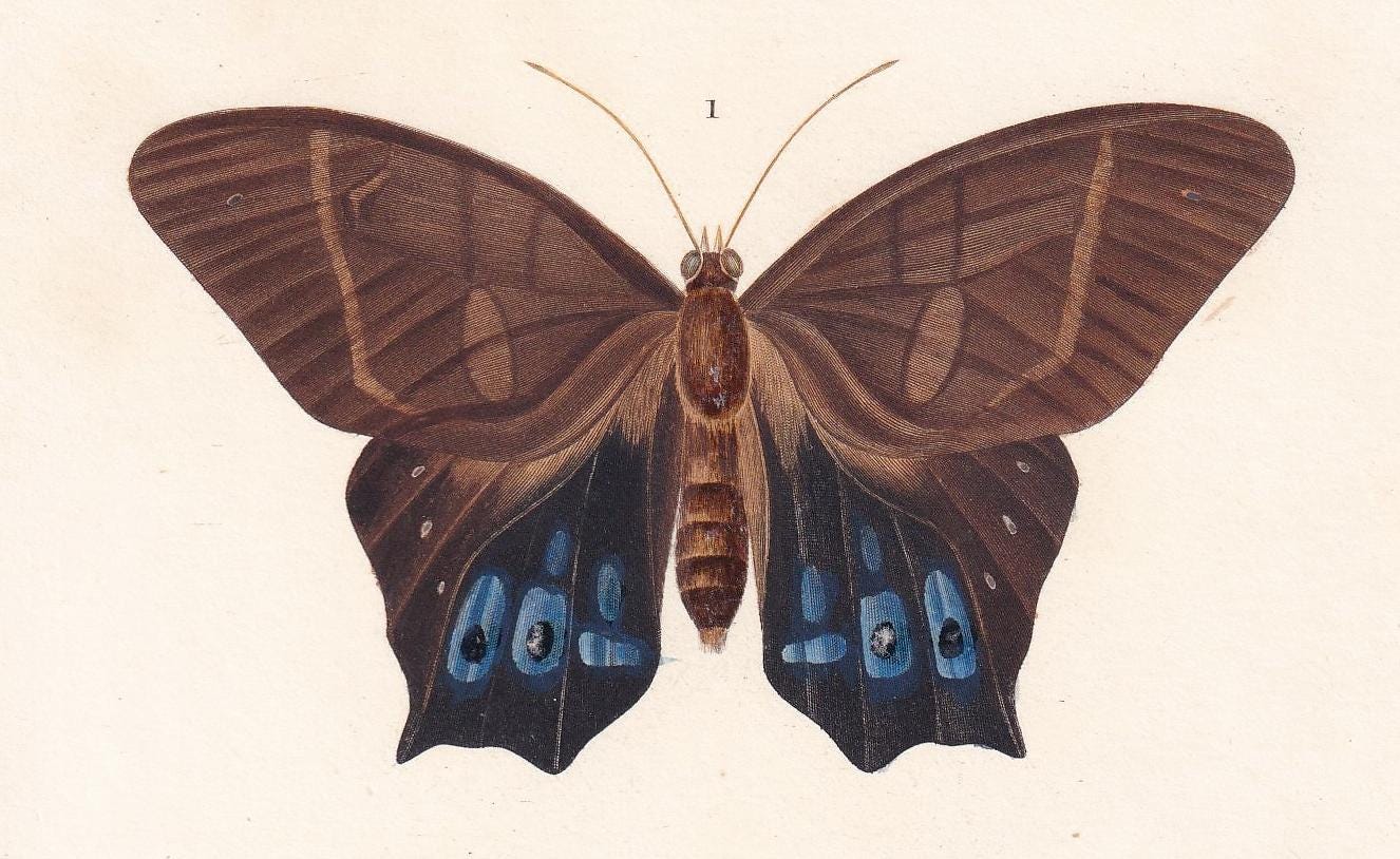 1861 COMMON BROWN MORPHO Moth Print - Hand-Coloured Antique Print - Orbigny - Butterfly Insect Wall Art - Gift Decor - 5.75 x