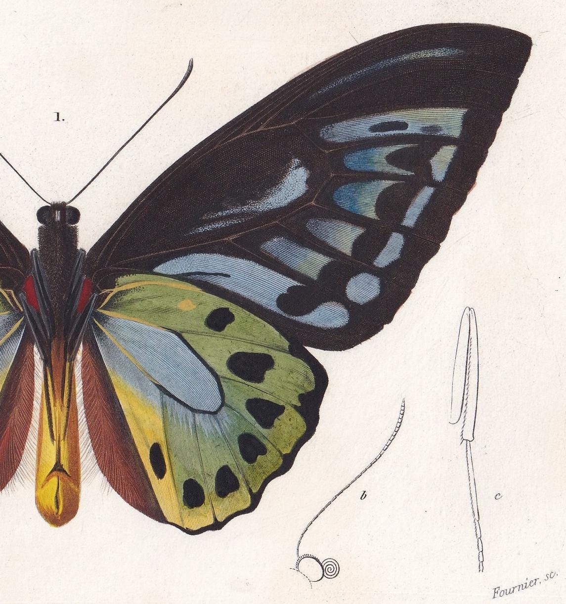 1861 BIRDWING BUTTERFLY Print - Hand-Coloured Antique Print - Orbigny - Butterfly Insect Wall Art - Gift Decor - 5.75 x 9.75 
