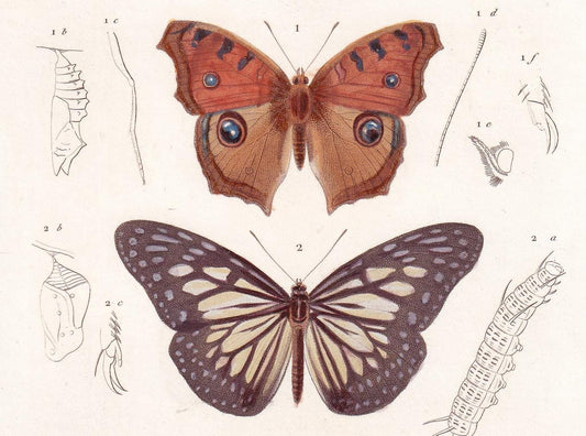 1861 BUTTERFLIES Print - Hand-Coloured Antique Print - Orbigny - Insect Wall Art - Gift Decor - 5.75 x 9.75 Inches