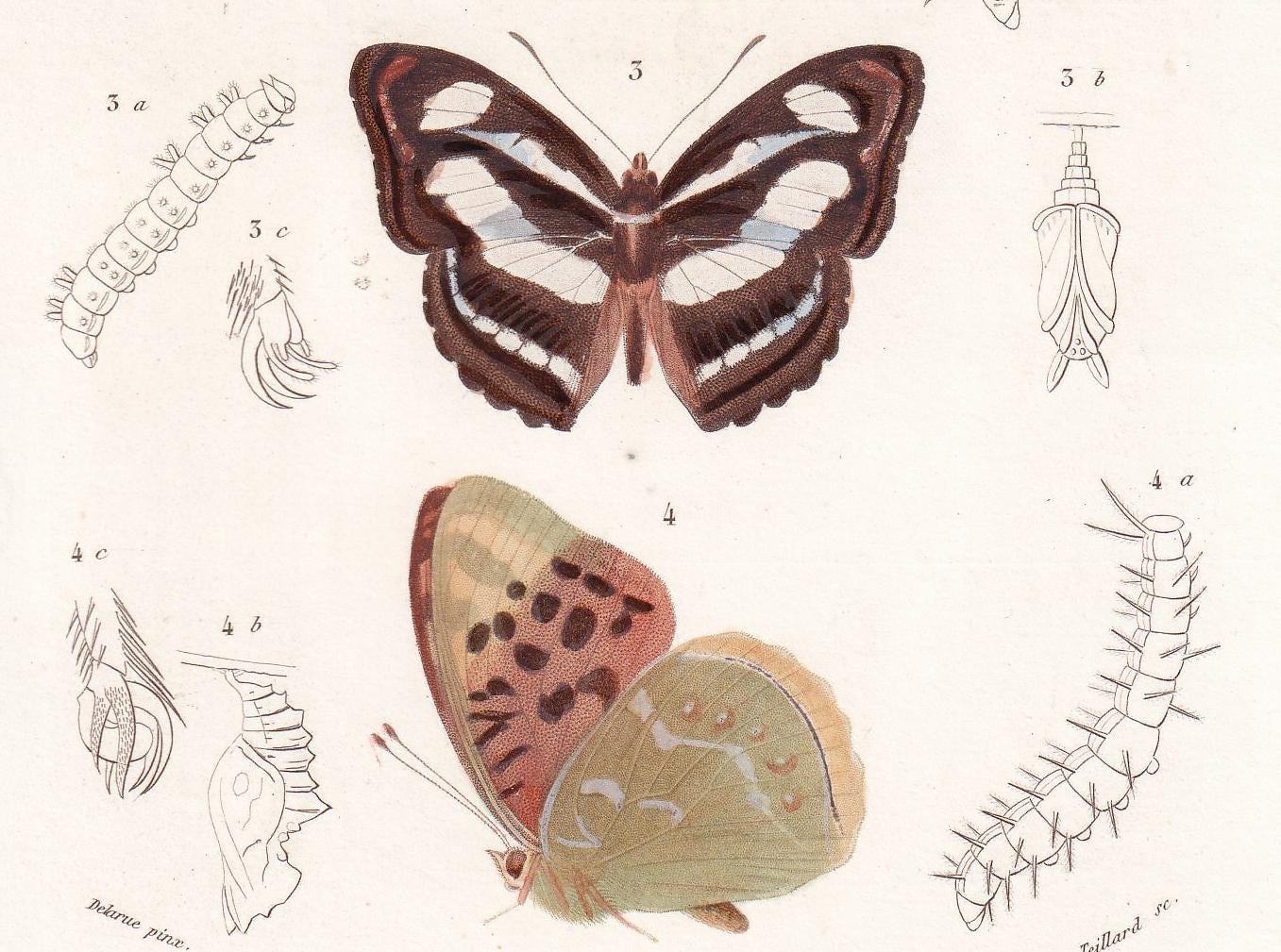 1861 BUTTERFLIES Print - Hand-Coloured Antique Print - Orbigny - Insect Wall Art - Gift Decor - 5.75 x 9.75 Inches