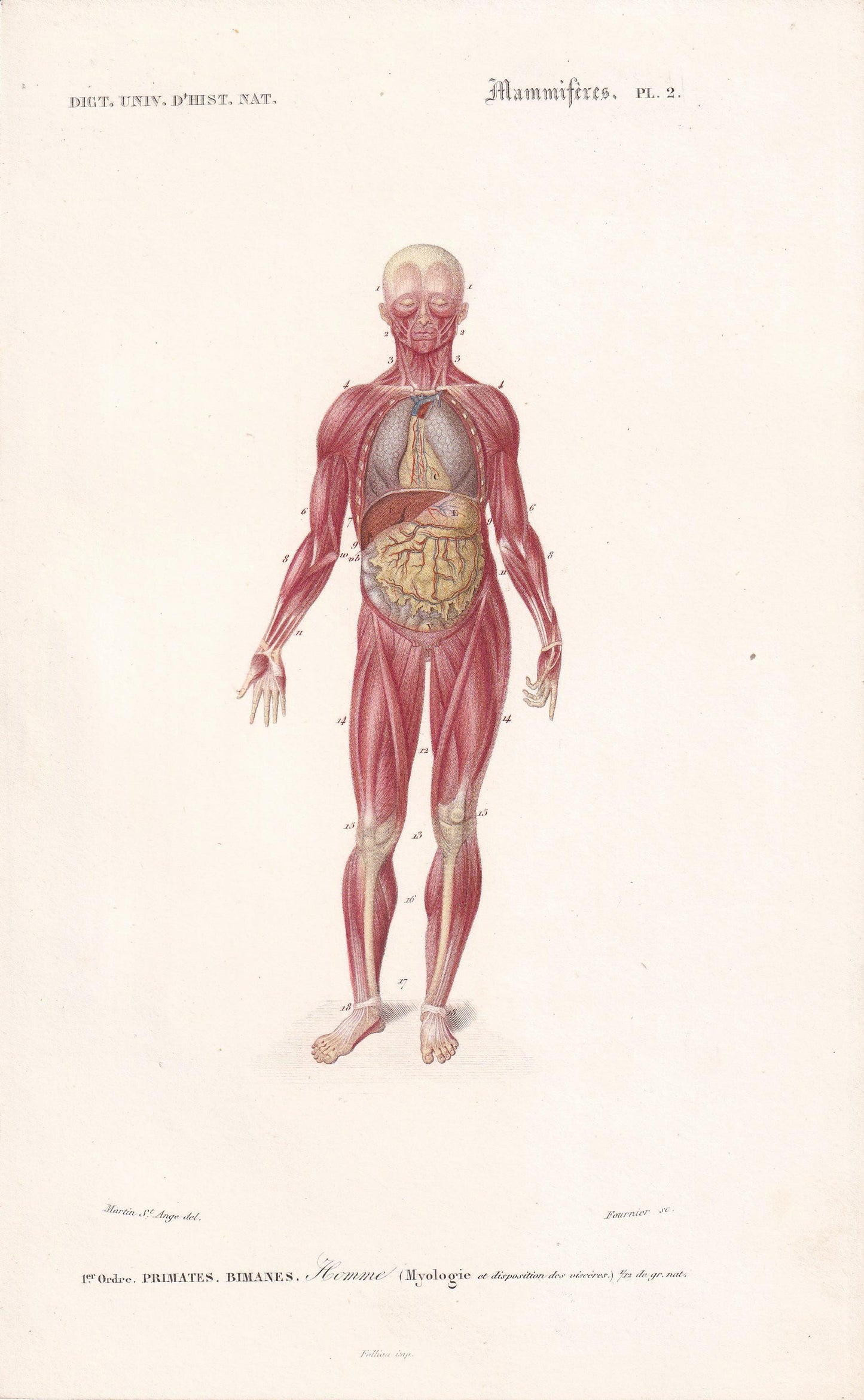 1861 HUMAN MUSCLES Print - Original Antique Orbigny Print - Hand-Colored - Anatomy Wall Art - 176 Years Old - 9.25 x 5.75 Inches