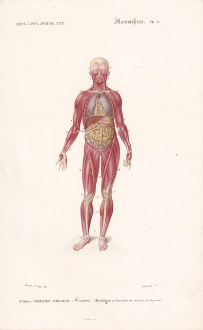 1861 HUMAN MUSCLES Print - Original Antique Orbigny Print - Hand-Colored - Anatomy Wall Art - 176 Years Old - 9.25 x 5.75 Inches