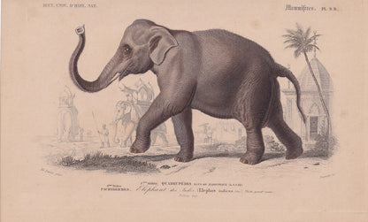 1861 INDIAN ELEPHANT Print - Hand-Coloured Antique Print - Orbigny - Elephant Wall Art - Animal Gift Decor - 9.75 x 5.75 Inches