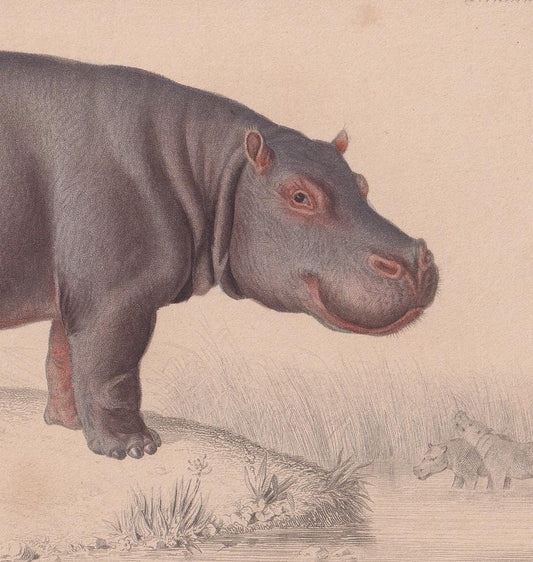 1861 HIPPO Print - Hand-Coloured Antique Print - Orbigny - Hippopotamus Wall Art - Animal Gift Decor - 9.75 x 5.75 Inches