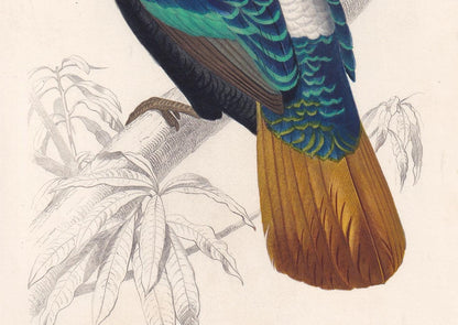 1861 HIMALAYAN MONAL PHEASANT Print - Hand-Coloured Antique Print - Orbigny - Bird Wall Art - Animal Gift Decor - 5.75 x 9.75