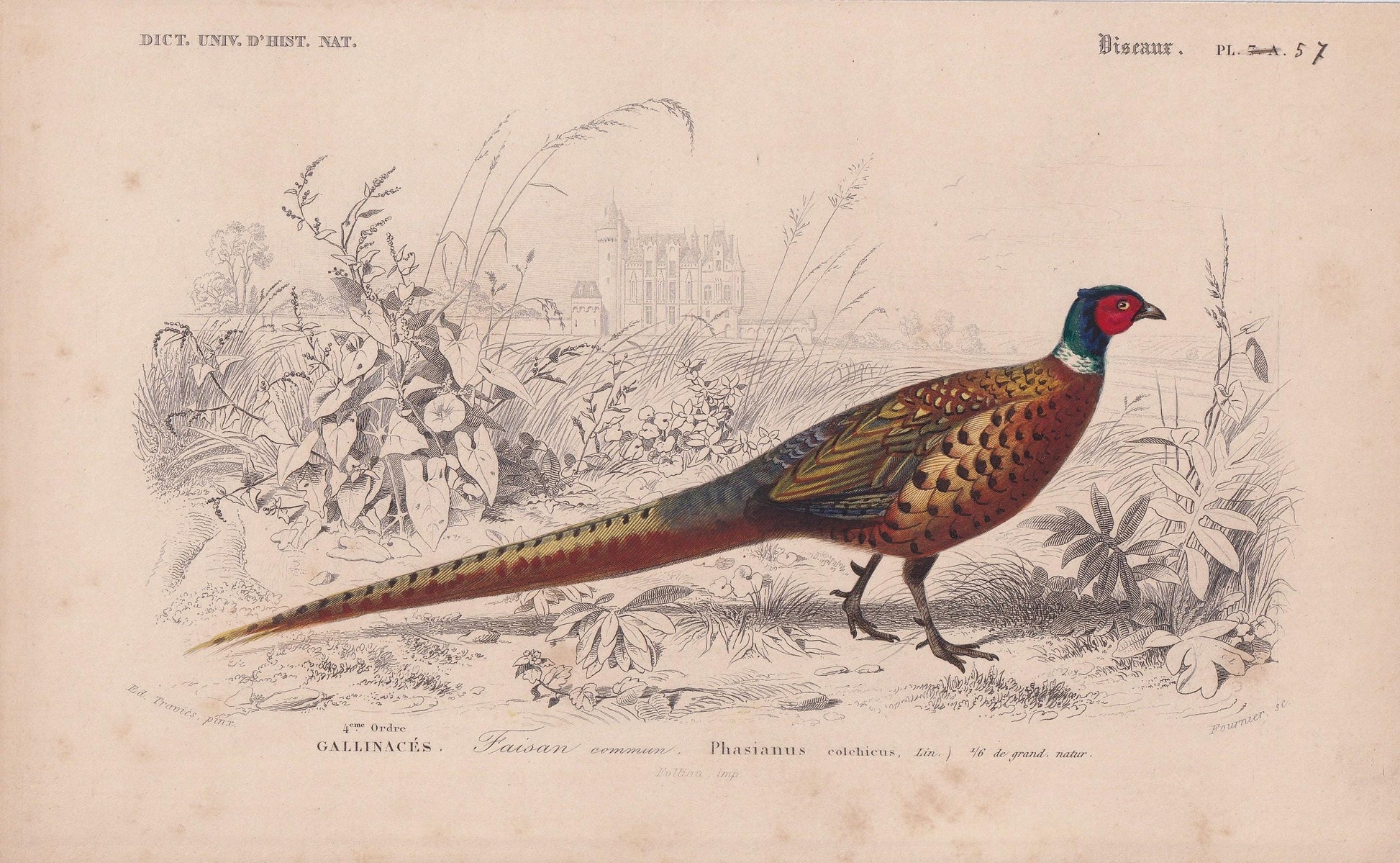 1861 PHEASANT Print - Hand-Coloured Antique Print - Orbigny - Bird Wall Art - Animal Gift Decor - 5.75 x 9.75 Inches