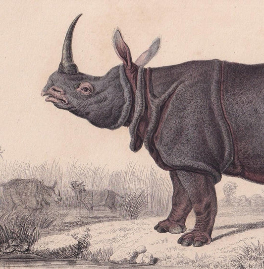 1861 INDIAN RHINO Print - Hand-Coloured Antique Print - Orbigny - Rhinoceros Wall Art - Animal Gift Decor - 9.75 x 5.75 Inche
